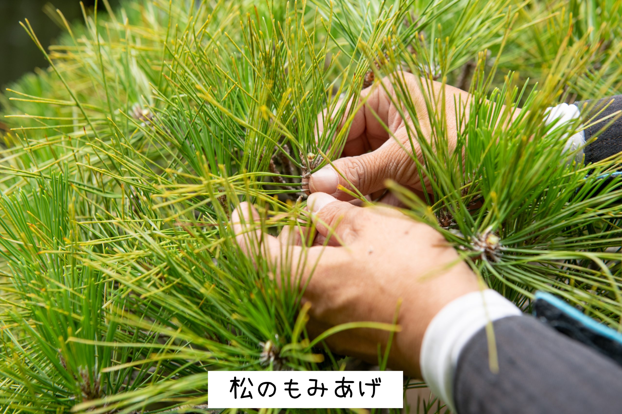 一枝一枝に宿る職人の技